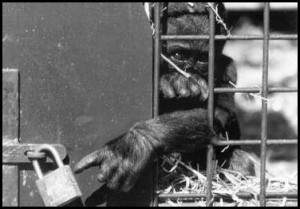 zoocage